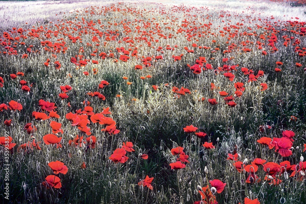 field of red poppies - obrazy, fototapety, plakaty 