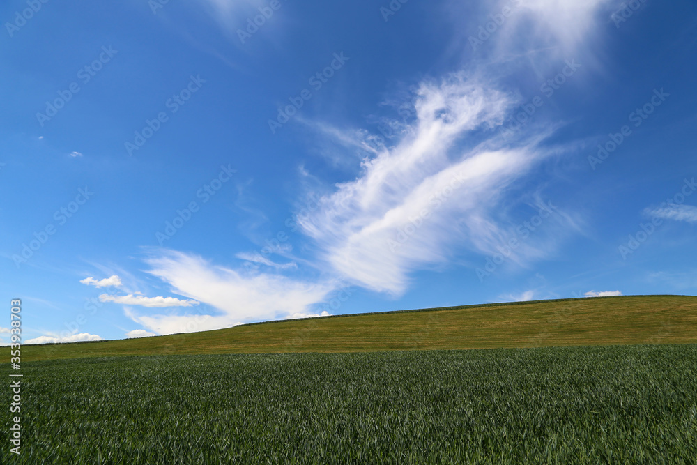 Obraz premium Summer landscape with green fields and blue sky
