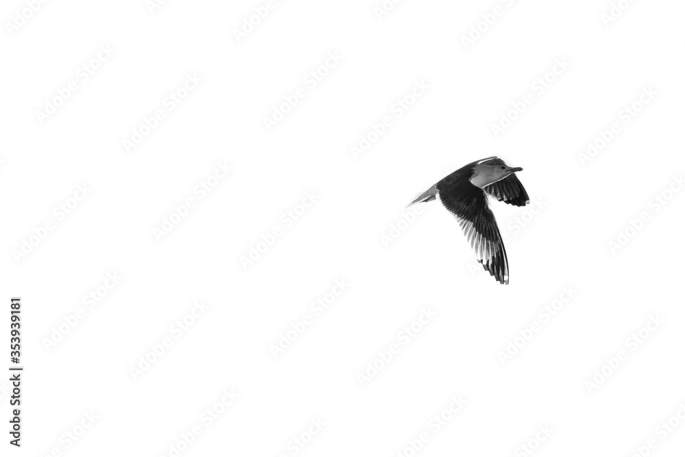 Fototapeta premium Seagull flying in a white background. B&w.