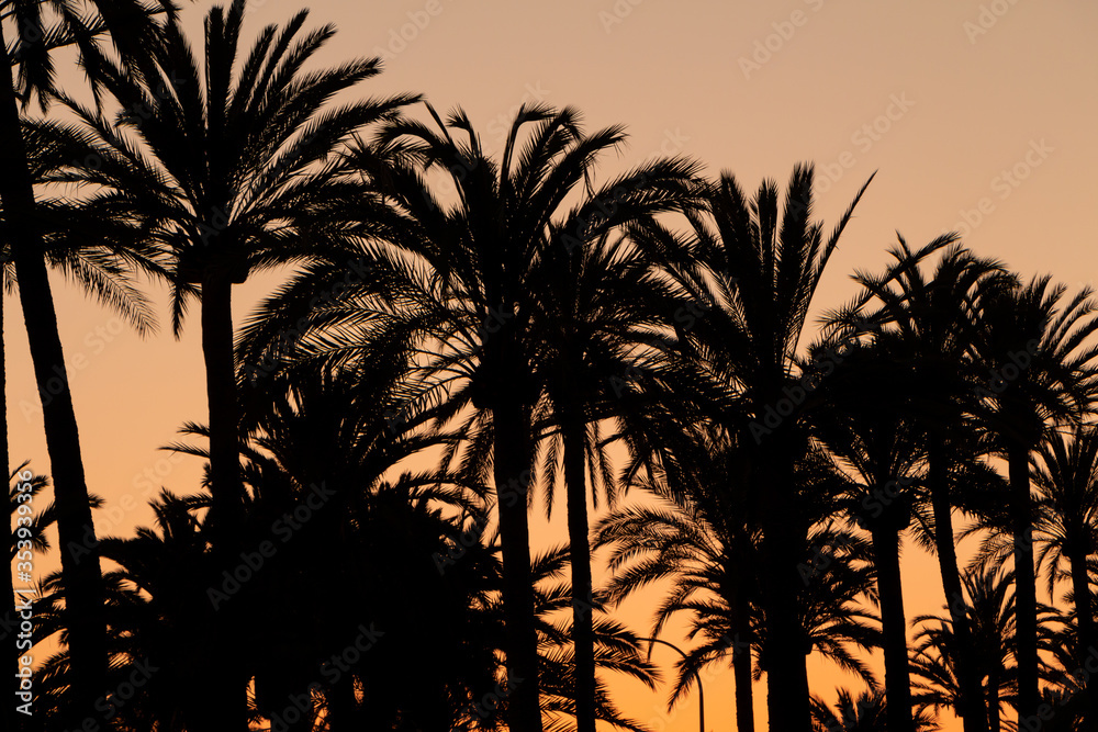 Palms silhouette at sunset. Golden hour.