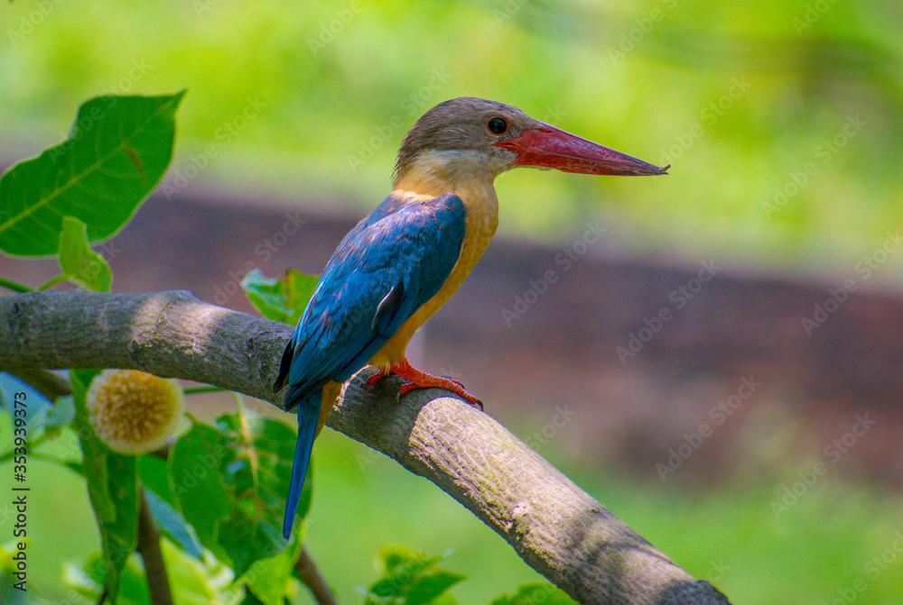 Obraz premium Stork-billed kingfisher on branch