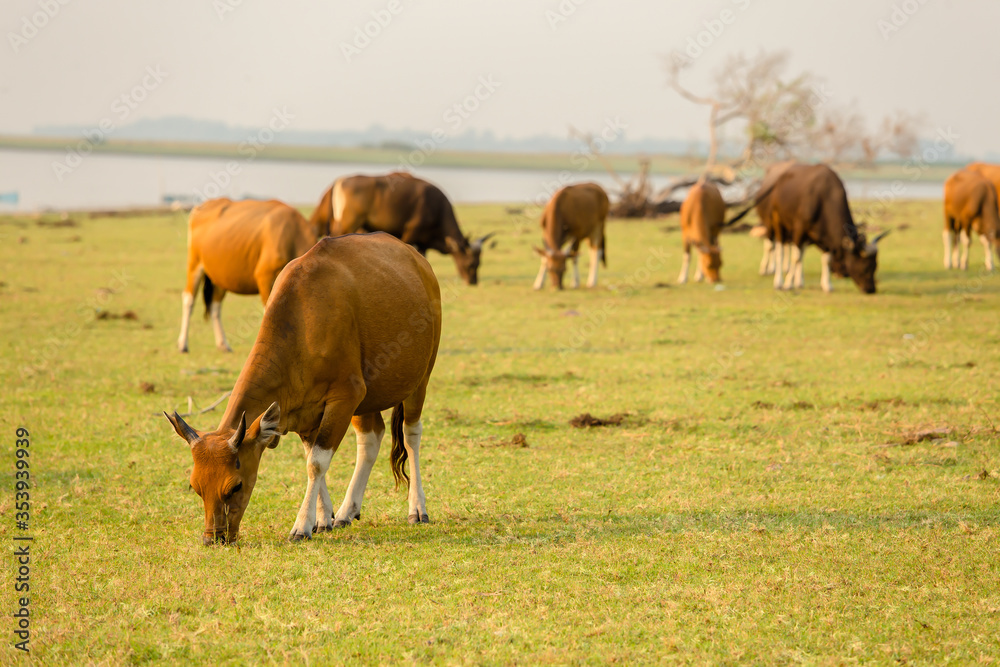 Asia, Germany, Thailand, Animal, Animal Body Part Asia, Germany, Thailand, Animal, Animal Body Part