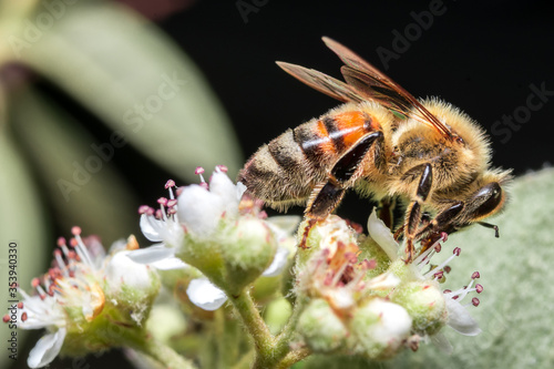Honey Bee Pollinating white flower in summer.