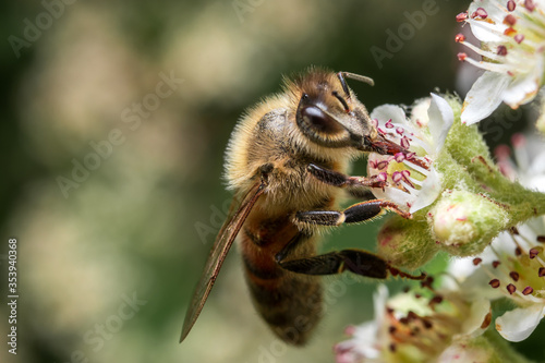 Honey Bee Pollinating white flower in summer.