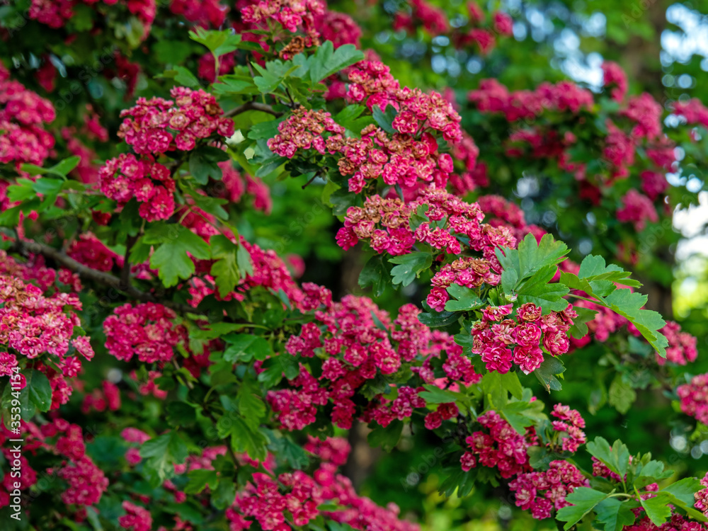 Obraz premium red-blooming hawthorn