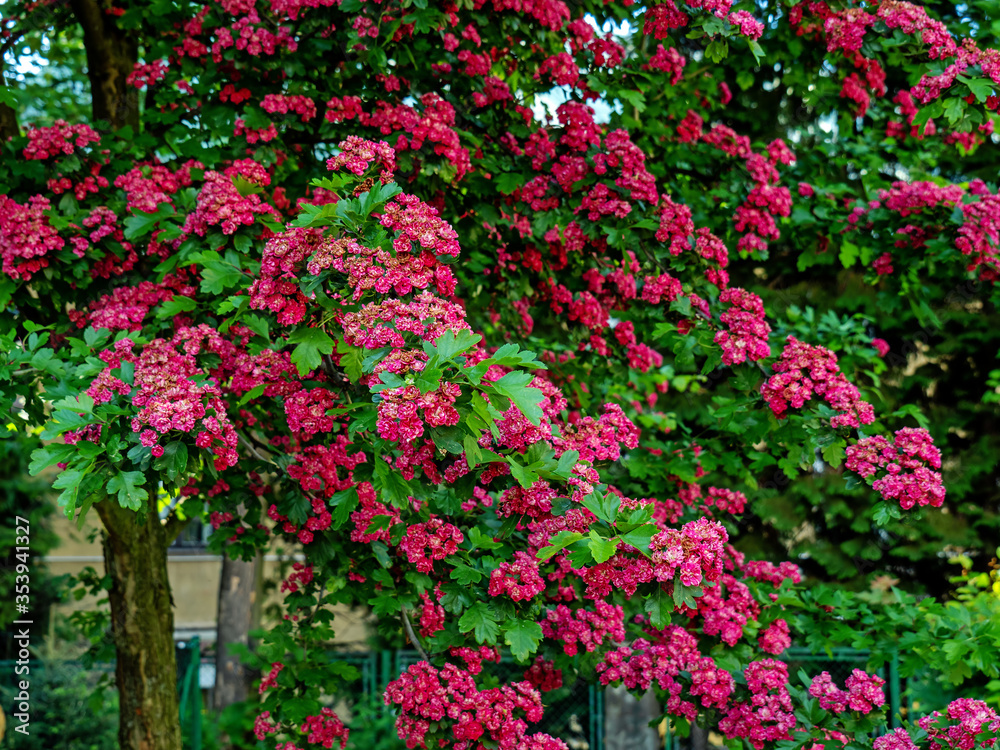 red-blooming hawthorn