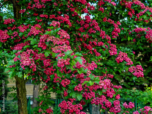 red-blooming hawthorn