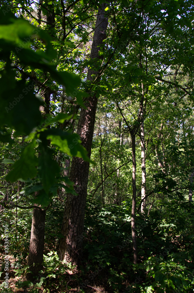 Trees in the woods on a sunny late spring, early summer day. Trees in the woods on a sunny late spring, early summer day.