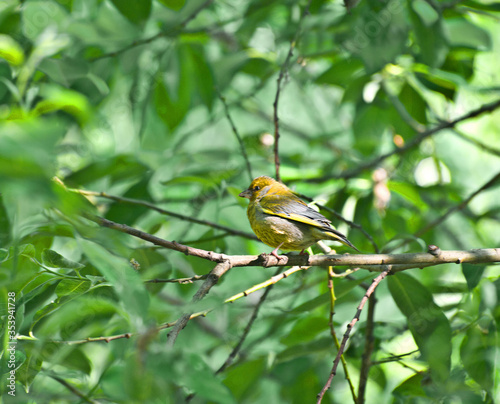 the Greenfinch (carduelis chloris) photo