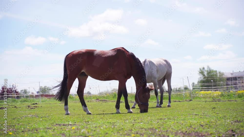 Beautiful Horses Grazing On Grass And Eating In A Sunny Spring Day Beautiful Horses Grazing On Grass And Eating In A Sunny Spring Day