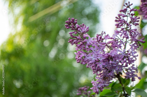 lilac flowers in the garden