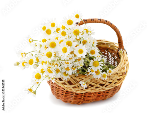 Beautiful white chamomile in a basket.