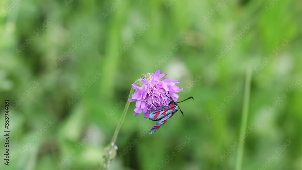 close-up of Black and red butterfly eating pollen from a violet flower close-up of Black and red butterfly eating pollen from a violet flower