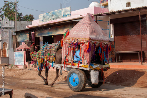 The camel is part of the landscape of Rajasthan; the icon of the desert state, part of its cultural identity, and an economically important animal for desert communities