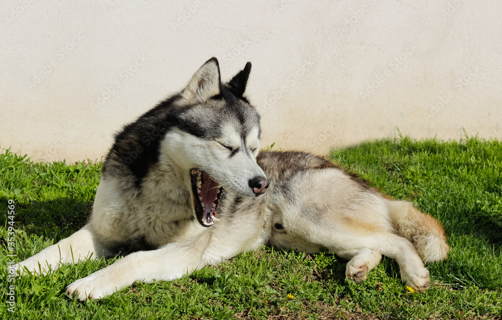 Sleepy Siberian husky with closed eyes and open mouth yawning and laying in the grass
