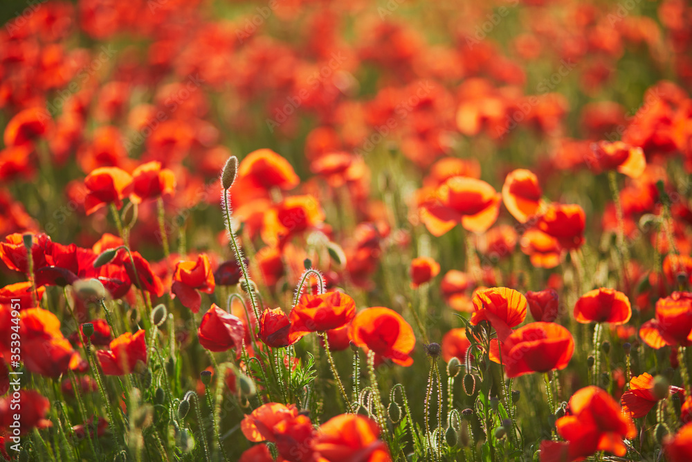 Obraz premium Beautiful field of red blooming poppies