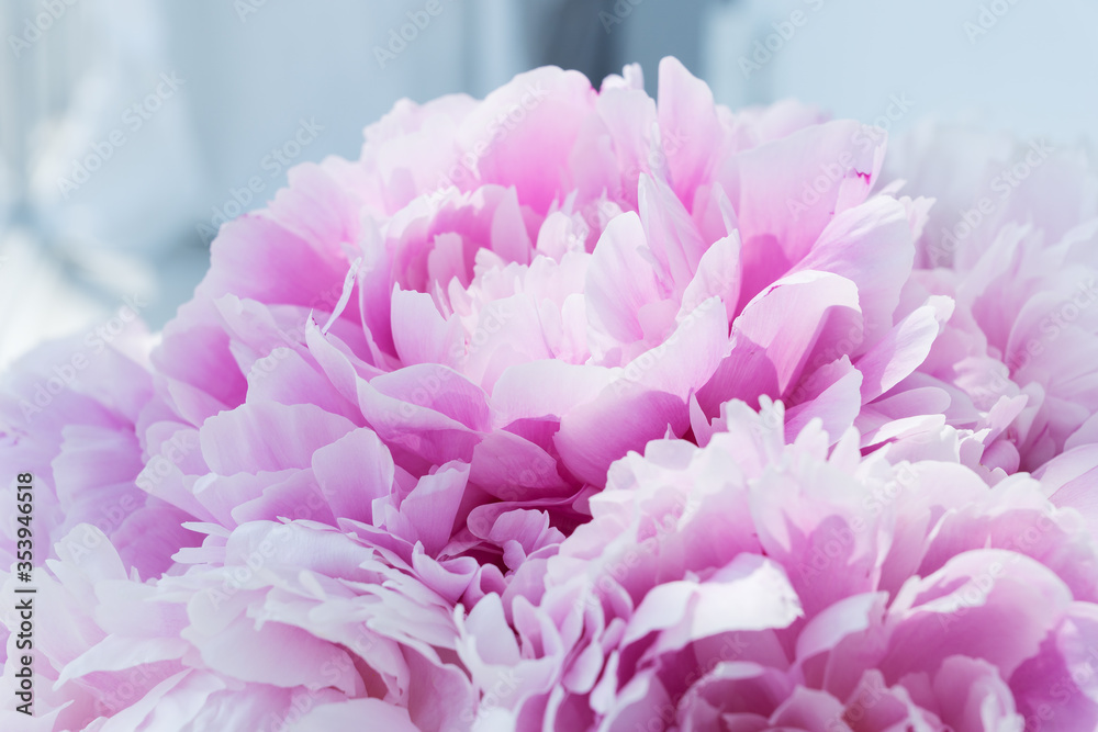 Light shines on gentle petals of delicate pink peony bud in big bouquet. sign of love. Celebration concept. Greeting card for birthday, valentines day, womans day, anniversary.