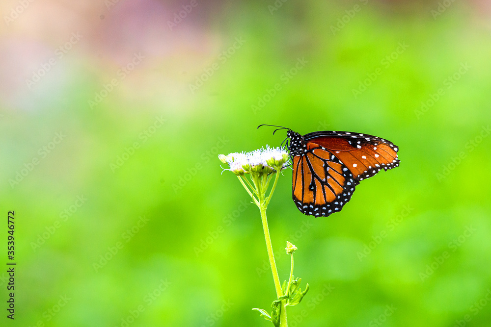 Obraz premium butterfly on a green grass