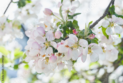 Apple tree blossom close-up. White apple flower on natural blue background.