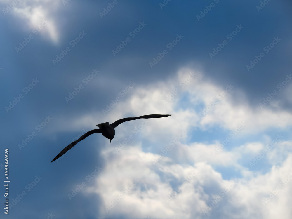 Seagull Flying Towards The Opening In The Clouds