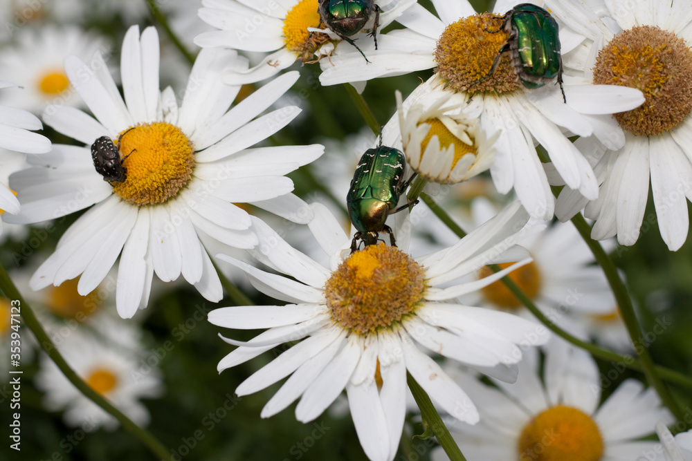 Green Rose Chafer pollinating Chamomile flower Green Rose Chafer pollinating Chamomile flower
