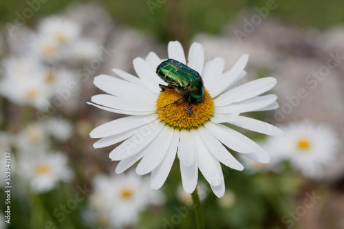 Green Rose Chafer pollinating Chamomile flower