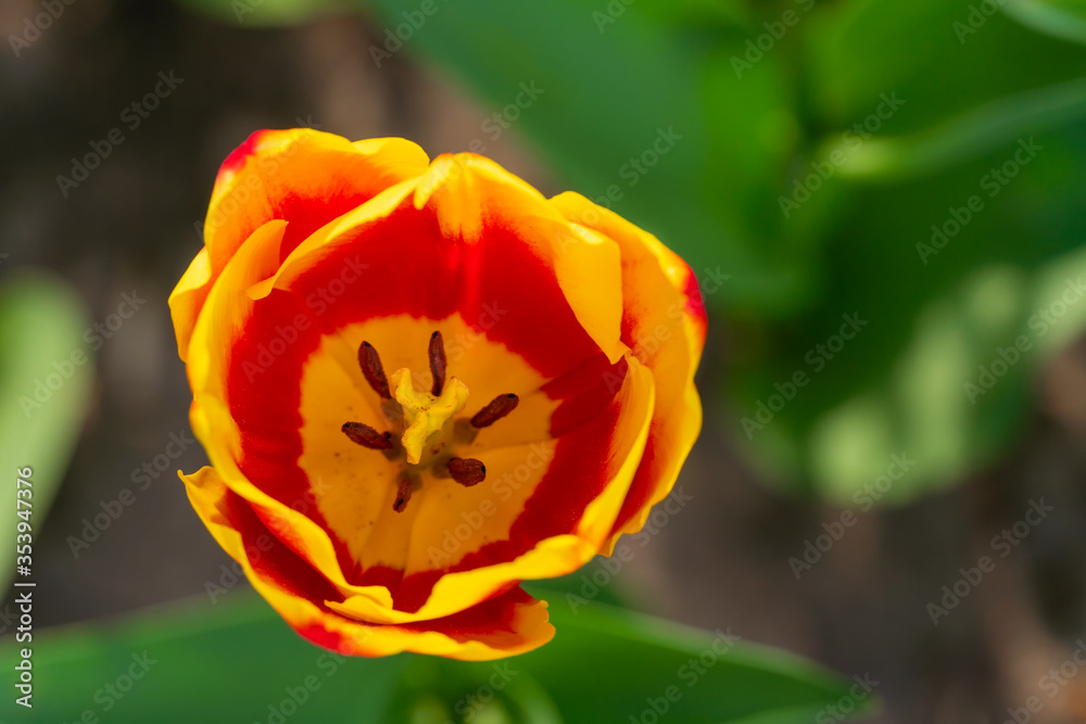 Beautiful bright red and yellow Tulip close-up, top view Beautiful bright red and yellow Tulip close-up, top view