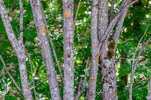 Five trunks of trees covered with lichens against the background of the blurred spring forest greenery, at the very beginning of summer