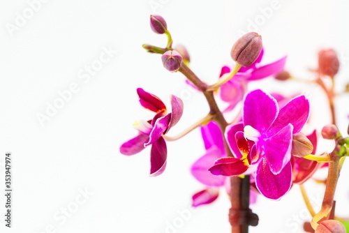 Nice purple mini phalaenopsis moth orchids isolated