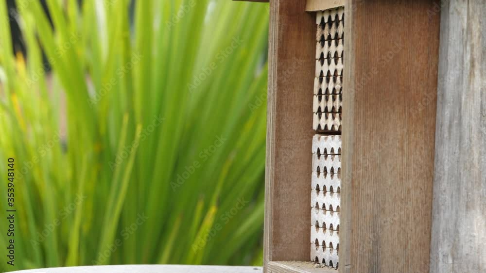 Two female mason bees (Osmia conjuncta) almost collide while flying ...