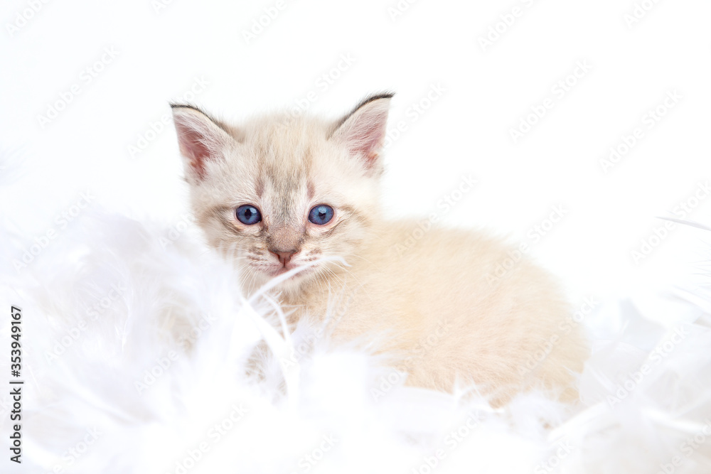 White kitten on a white background