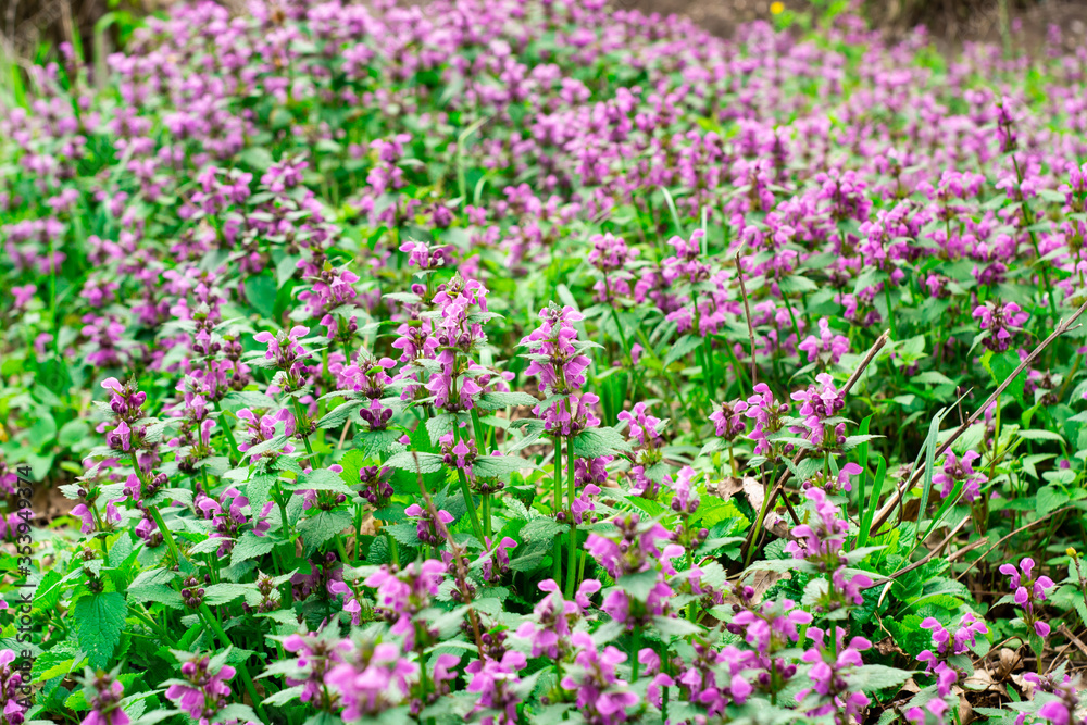 Flower glade field of purple flowers landscape. Sunrise. Foggy forest in background. 2 flying birds. Morning rural landscape painting with acrylic. Floral artwork.