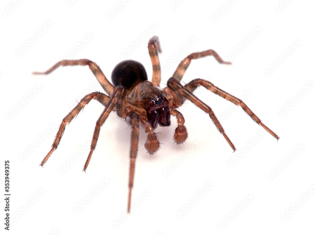 Fototapeta premium pretty subadult male brown ground spider (Cybaeus eutypus), isolated on white, 3/4 view. Boundary Bay salt marsh, Delta, British Columbia, Canada