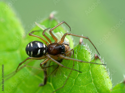 P1010037 tiny spider (family Linyphiidae) feeding on a non-biting midge cECP 2020