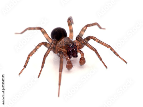 pretty subadult male brown ground spider (Cybaeus eutypus), isolated on white, 3/4 view. Boundary Bay salt marsh, Delta, British Columbia, Canada