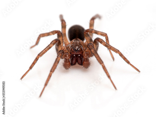 P1010036 subadult male brown ground spider (Cybaeus eutypus), isolated cECP 2020