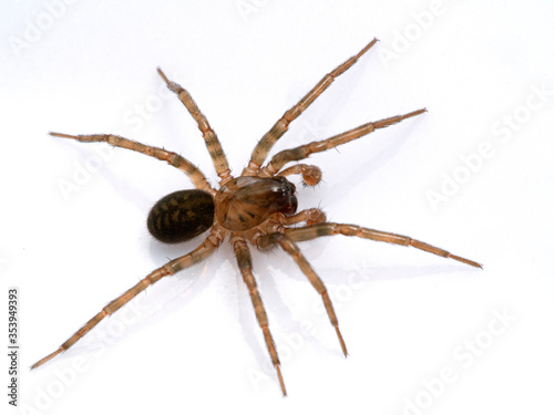 P1010027 subadult male brown ground spider (Cybaeus eutypus), isolated cECP 2020