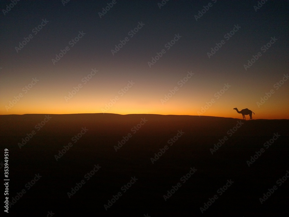 Algeria desert sunset camel  02