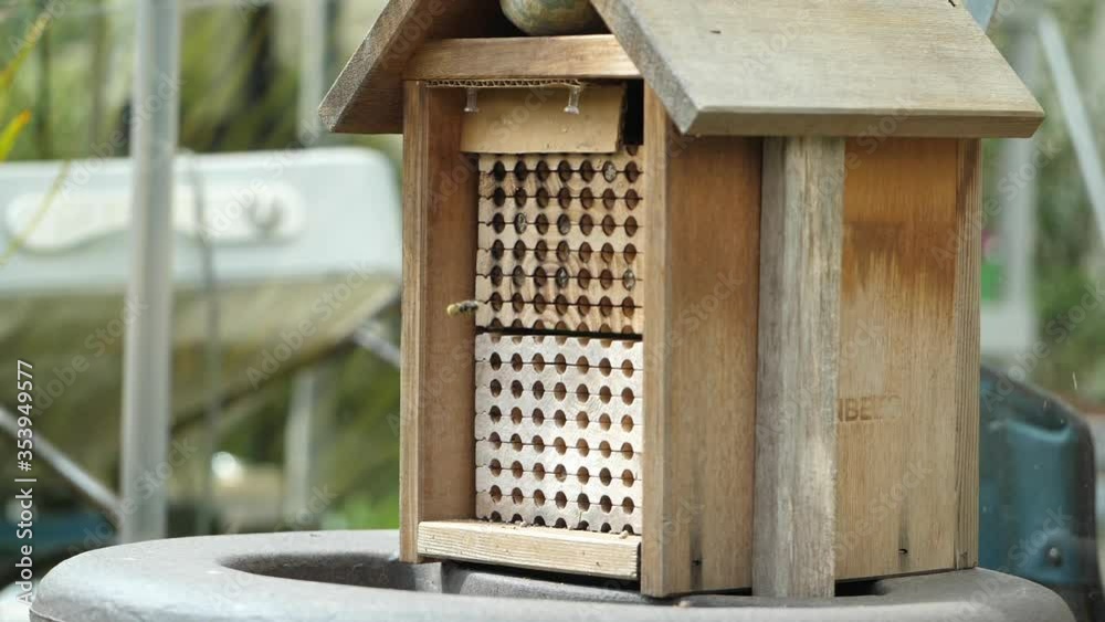 Mason bee (Osmia conjuncta) flying out of wooden nest seeking another cavity to continue building while kicking pollen off it's hind legs. Slow motion of osmia conjuncta landing in hive. 