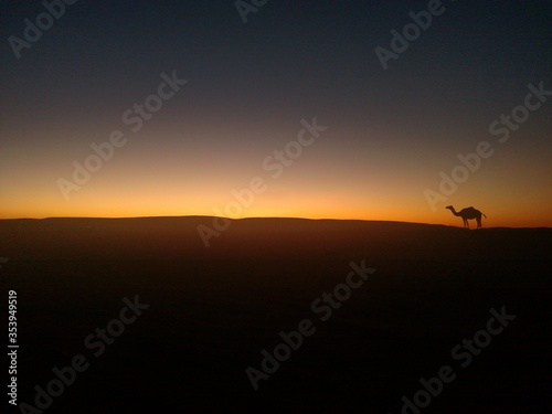Algeria desert sunset camel 02