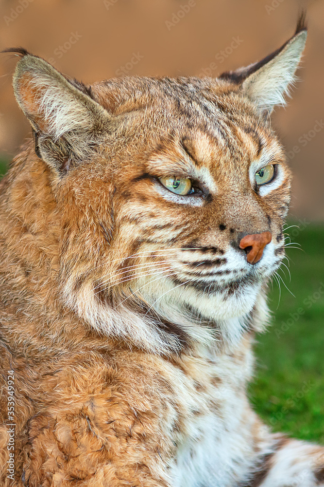 Obraz premium Bob Cat