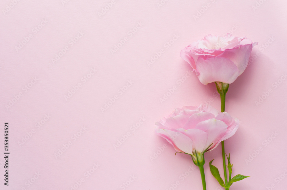 Beautiful pink eustoma flowers (lisianthus) in full bloom with green leaves. Bouquet of flowers on a pink background. Copy spase Beautiful pink eustoma flowers (lisianthus) in full bloom with green leaves. Bouquet of flowers on a pink background. Copy spase