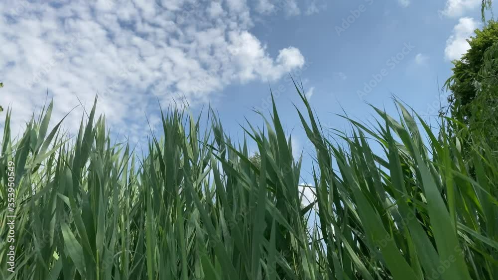Green grass swaying due to the wind with the sky in the background Green grass swaying due to the wind with the sky in the background