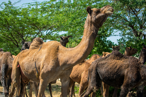 The camel is part of the landscape of Rajasthan  the icon of the desert state  part of its cultural identity  and an economically important animal for desert communities