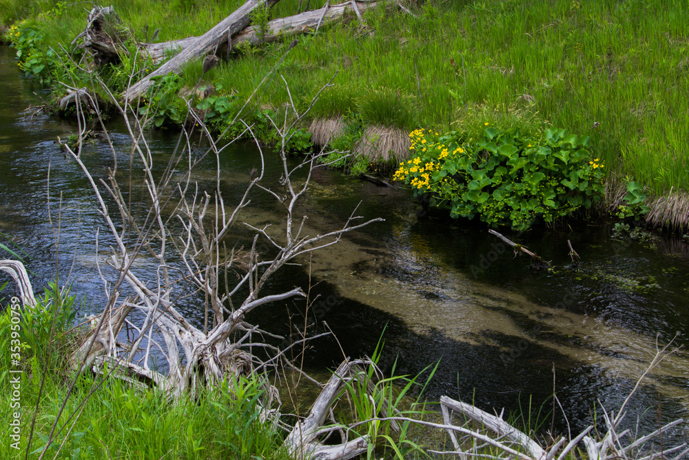 Yellow Marsh Marigolds along a freshwater stream in northern Michigan. Yellow Marsh Marigolds along a freshwater stream in northern Michigan.