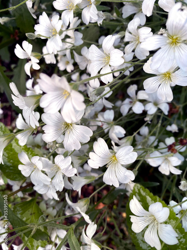 White flowers of Cerastium arvense. Soft selective focus.
