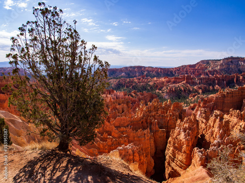 View over Bryce Canyon National Park with tree in the foreground, Utah, USA