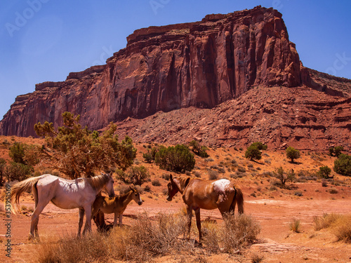 3 horses in Monument Valley