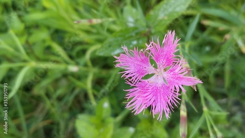 Pink Fringed Dianthus Superbus.Botanist Theophrastus gave these flowers the genus name Dianthus, which means “divine flower.”