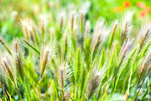 field grass spikelet closeup. beautiful landscape, morning nature. freshness
